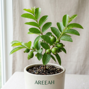 Guava Plant