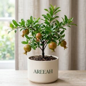 Pomegranate Plant
