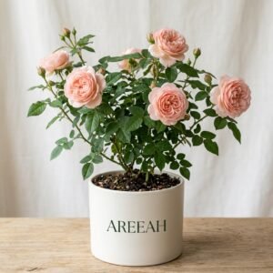 English Rose