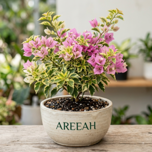 Bougainvillea Variegated