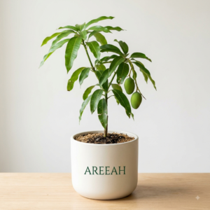 Mango Plant